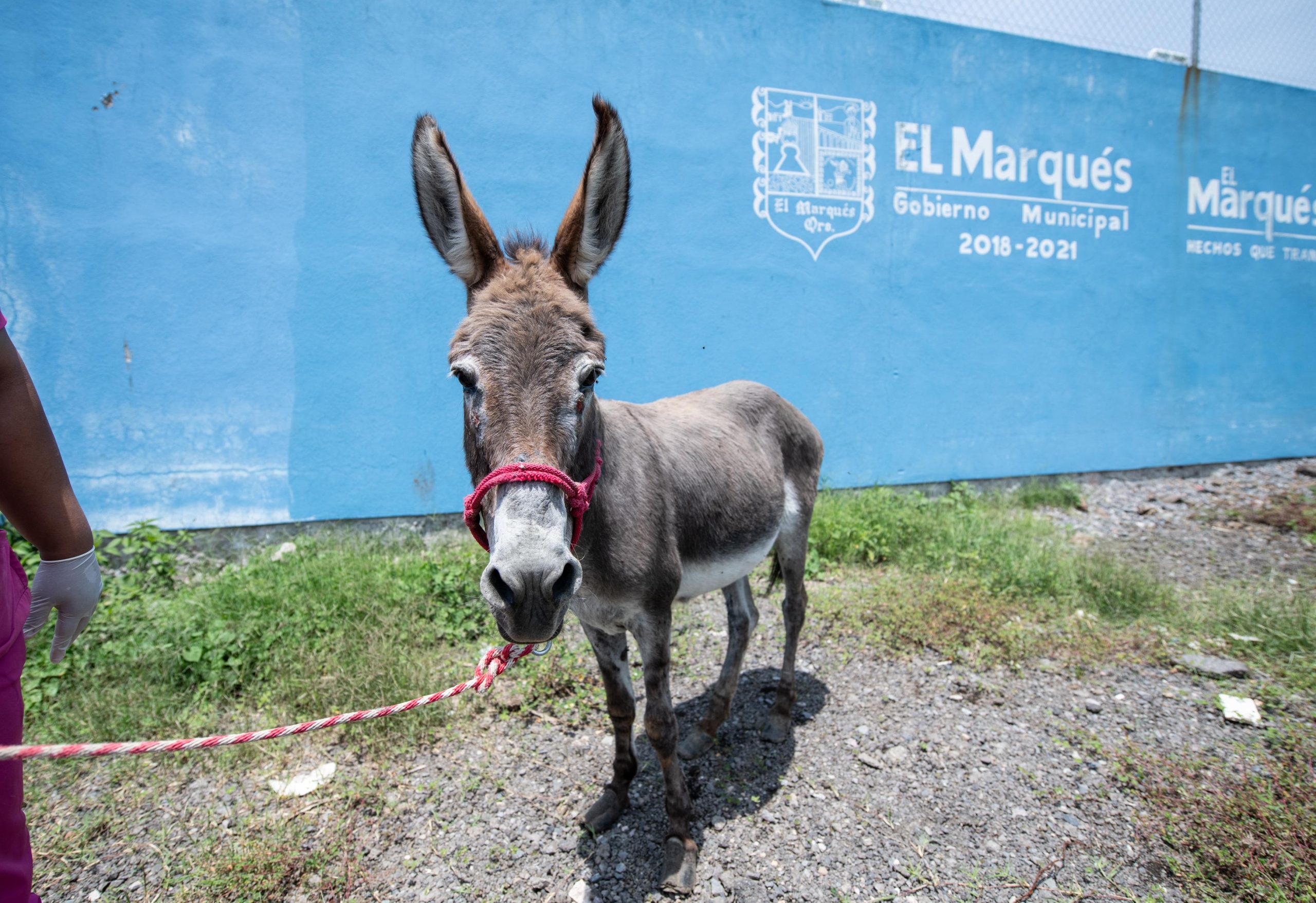 Lee más sobre el artículo El Marqués atiende caso de crueldad animal en grandes especies