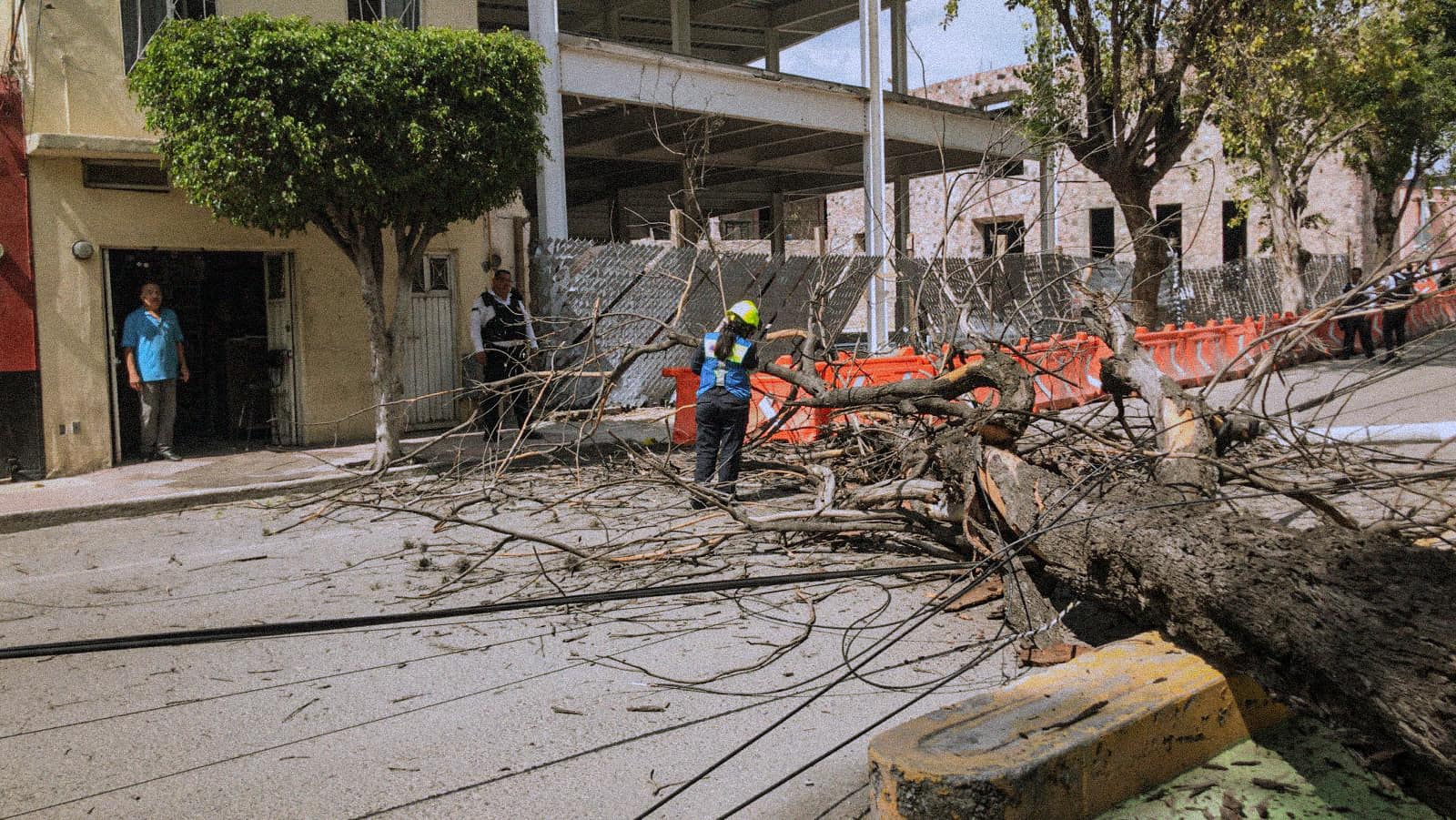 Lee más sobre el artículo Vientos desprenden árbol en la Col. San Sebastian; afortunadamente sin registro personas lesionadas ni materiales