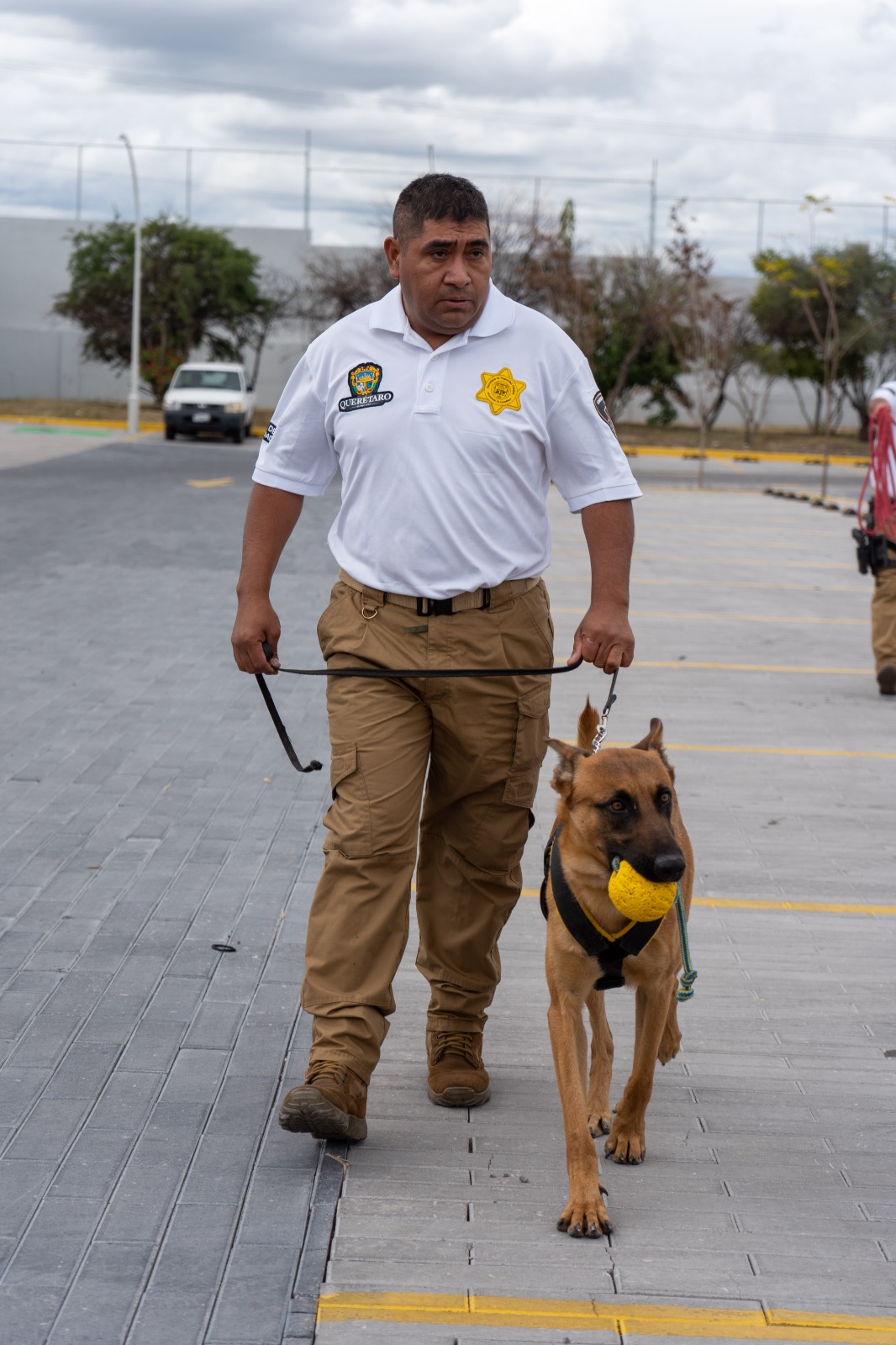 Lee más sobre el artículo Se incorporan 12 nuevos binomios caninos a labores de seguridad de la SSPMQ