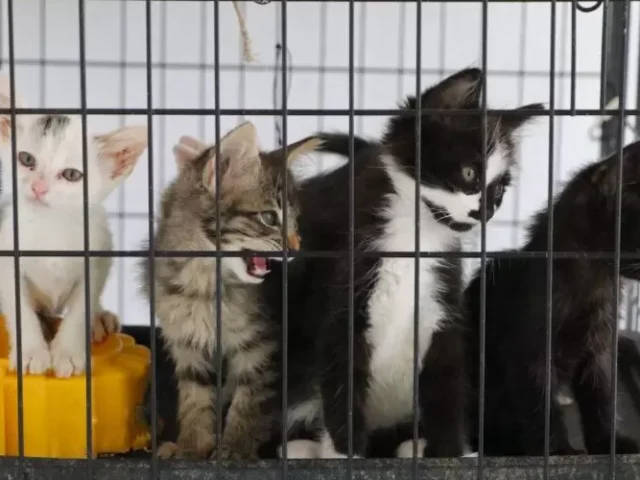 Realiza 181 esterilizaciones de mascotas Bienestar Animal de la capital