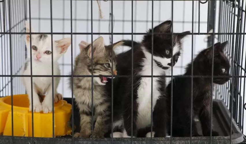 Lee más sobre el artículo Realiza 181 esterilizaciones de mascotas Bienestar Animal de la capital
