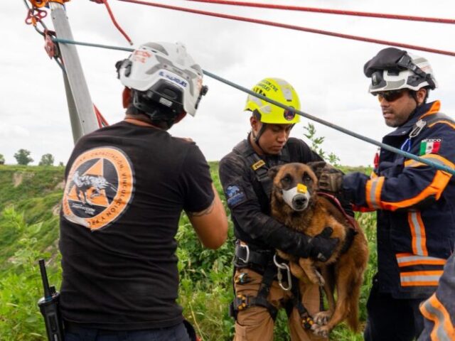 Rescatan a perrito atrapado en barranco autoridades de El Marqués