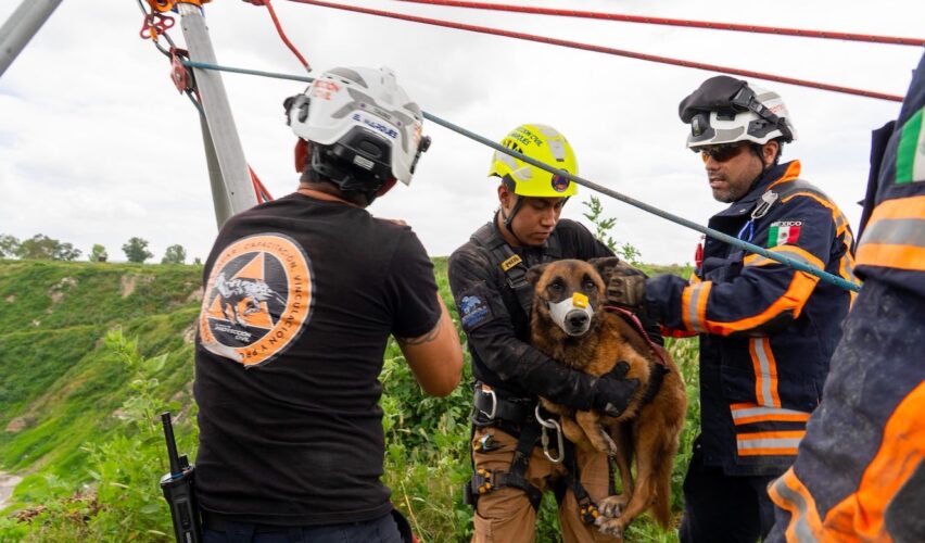 Lee más sobre el artículo Rescatan a perrito atrapado en barranco autoridades de El Marqués