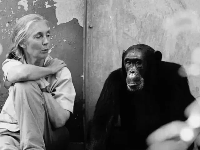 Murió Jane Goodall, pionera en el estudio de chimpancés y activista ambiental