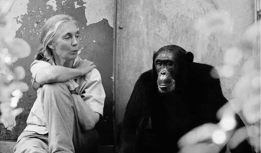 Lee más sobre el artículo Murió Jane Goodall, pionera en el estudio de chimpancés y activista ambiental