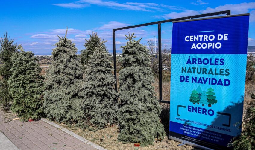 Lee más sobre el artículo Recolectarán árboles navideños en El Marqués a partir del lunes