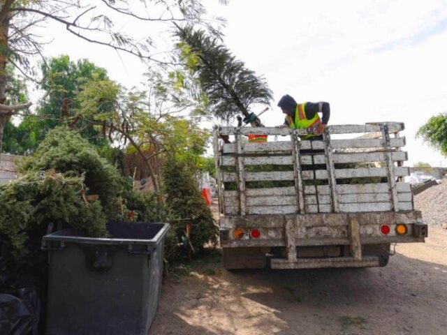 Corregidora anuncia campaña de recolección de árboles naturales