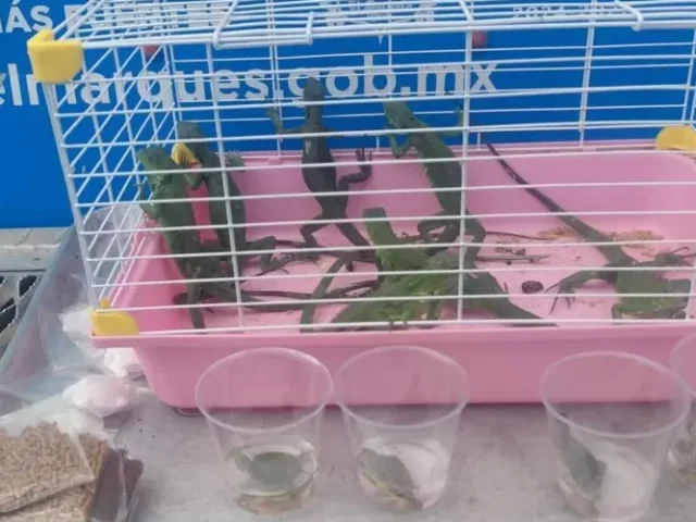 Aseguran iguanas y tortugas por presunta venta irregular en El Marqués