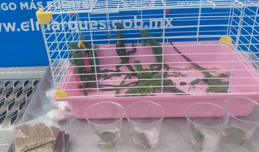 Lee más sobre el artículo Aseguran iguanas y tortugas por presunta venta irregular en El Marqués