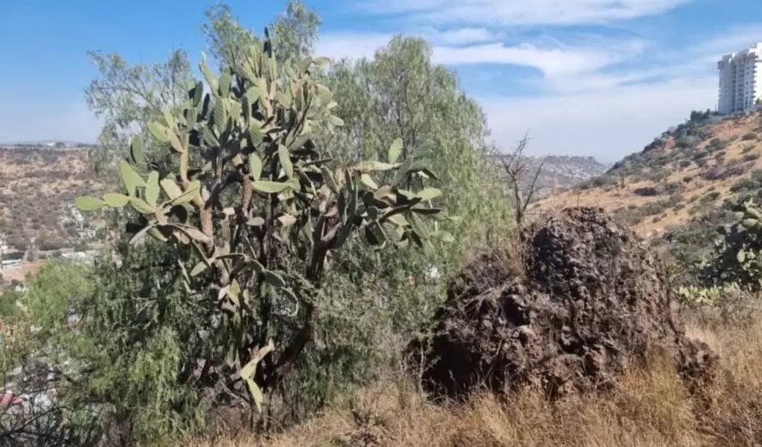 Lee más sobre el artículo Declaran Cerro Colorado área natural protegida en Cabildo de Querétaro