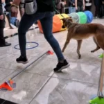 Acude Felifer Macías a cierre del primer Taller de Entrenamiento para Perros