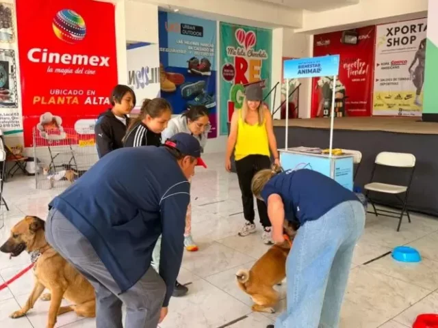 Municipio de Querétaro mantiene acciones para cuidado y adopción de perros y gatos