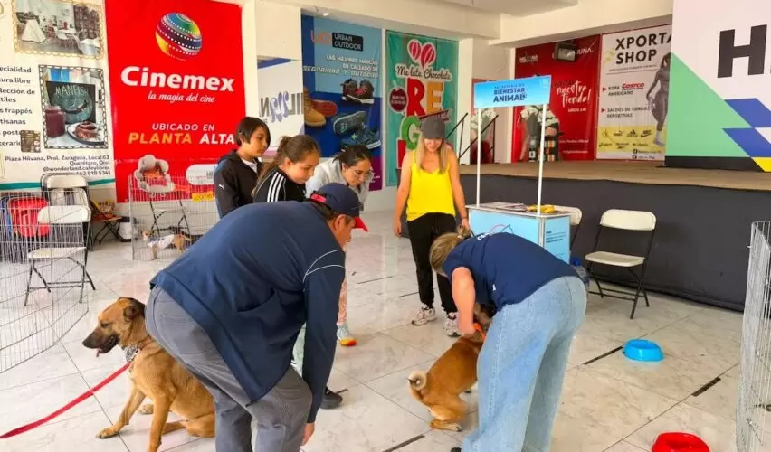 Lee más sobre el artículo Municipio de Querétaro mantiene acciones para cuidado y adopción de perros y gatos