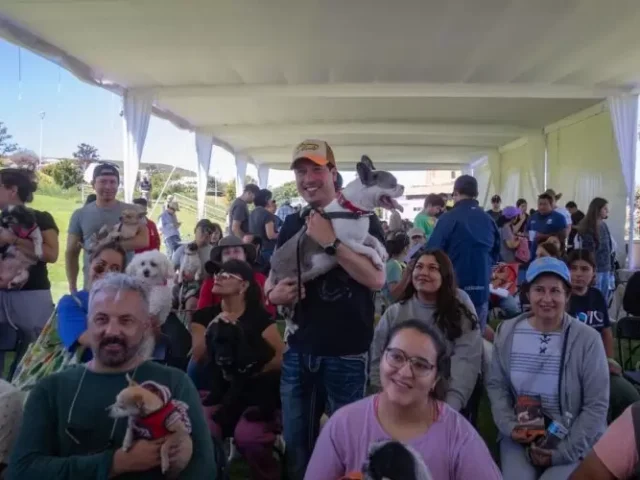 Municipio de El Marqués realizará 10 mil esterilizaciones gratuitas para perros y gatos