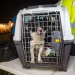 Rescatan a perrito atrapado en pozo de El Marqués