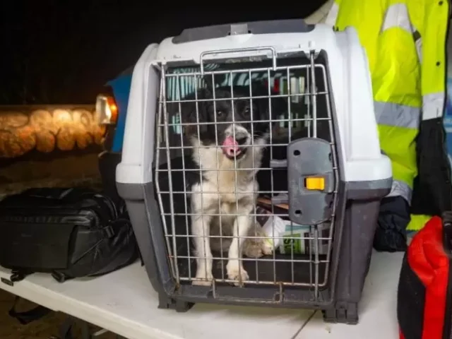 Rescatan a perrito atrapado en pozo de El Marqués