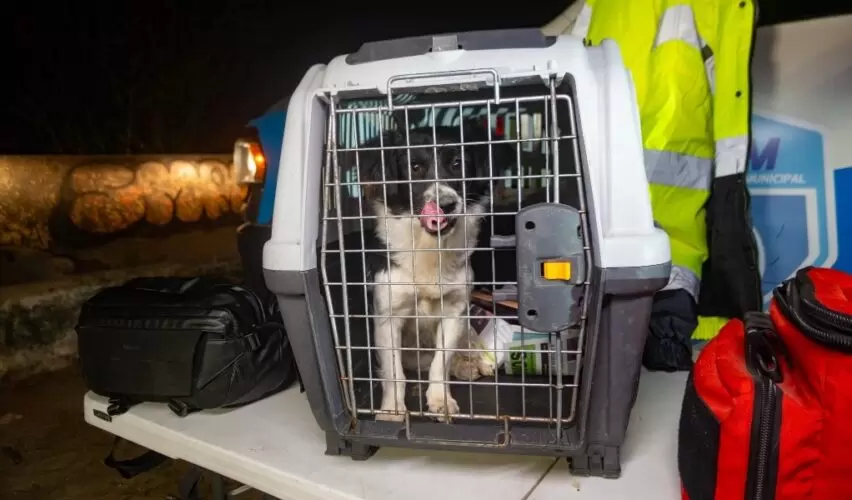 Lee más sobre el artículo Rescatan a perrito atrapado en pozo de El Marqués