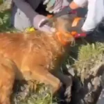 Rescata Protección Animal de El Marqués a perrito atrapado en un pozo