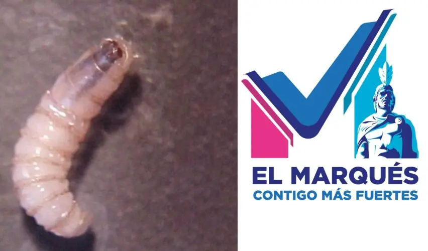 Lee más sobre el artículo Se atendió primer caso de gusano barrenador en El Marqués; fue un perro en Los Pocitos