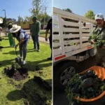Rehabilita El Marqués áreas verdes en El Colorado
