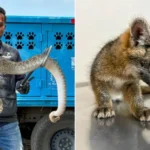 Resguarda a víbora y zorro gris el Instituto de Protección Animal de El Marqués