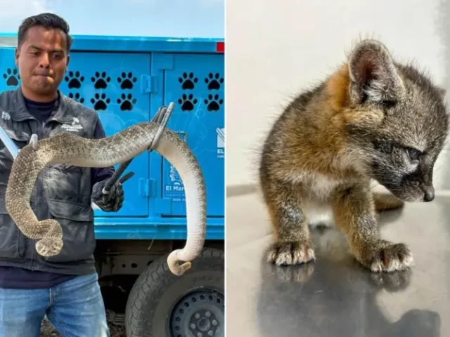 Resguarda a víbora y zorro gris el Instituto de Protección Animal de El Marqués