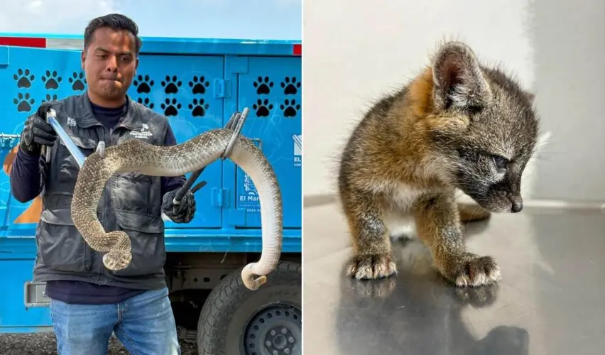 Lee más sobre el artículo Resguarda a víbora y zorro gris el Instituto de Protección Animal de El Marqués