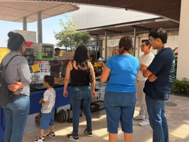 Fortalece municipio de Querétaro acciones de bienestar animal en las siete delegaciones