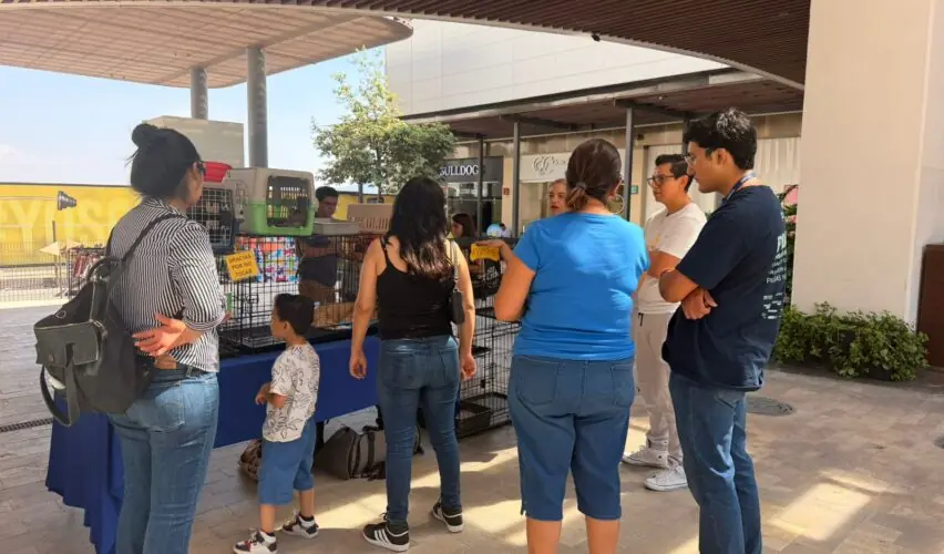 Lee más sobre el artículo Fortalece municipio de Querétaro acciones de bienestar animal en las siete delegaciones