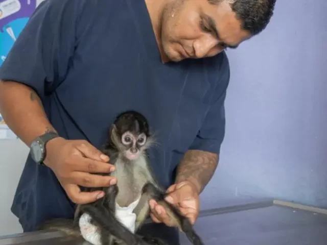 Resguarda y brinda IMPA El Marqués atención especializada a mono araña