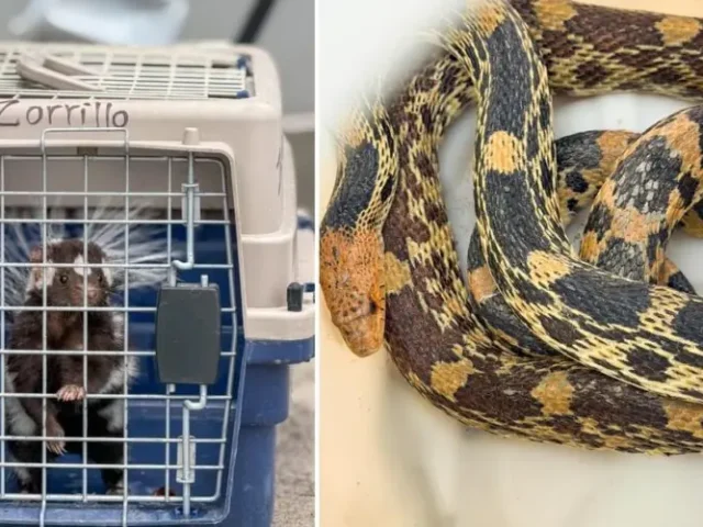 Fortalece IMCA atención y el resguardo de fauna silvestre en Corregidora