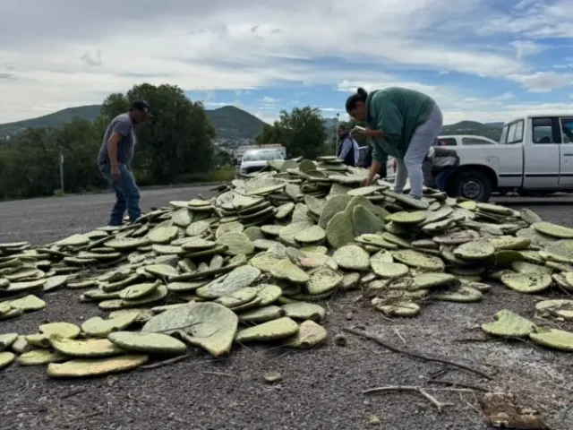 Entrega municipio de Querétaro semilla de maíz a productores queretanos