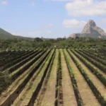 Viñedo de Piedra amplía oferta de la Ruta del Arte, Queso y Vino de Querétaro