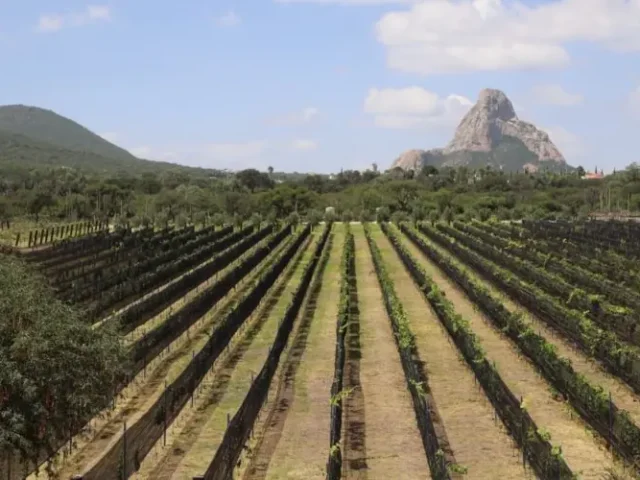 Viñedo de Piedra amplía oferta de la Ruta del Arte, Queso y Vino de Querétaro