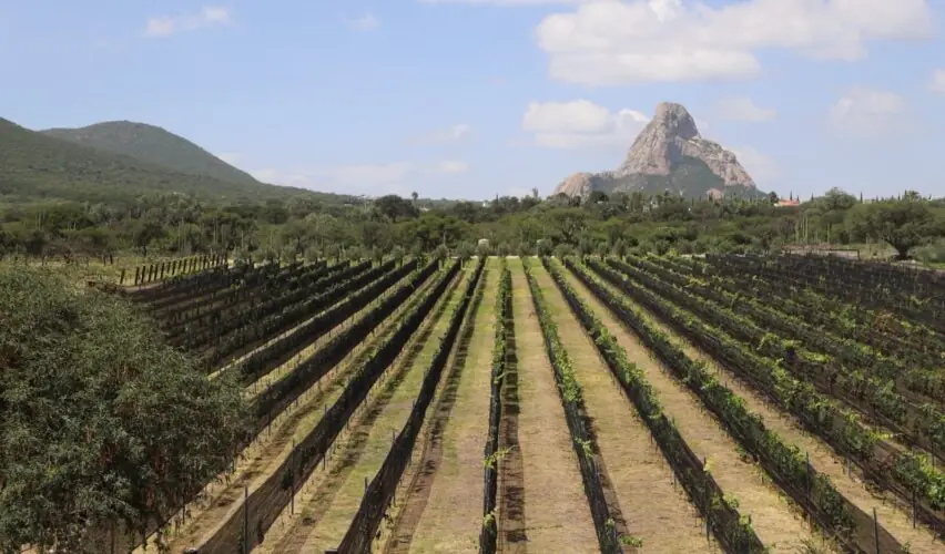 Lee más sobre el artículo Viñedo de Piedra amplía oferta de la Ruta del Arte, Queso y Vino de Querétaro