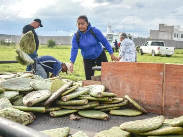 Entregan plantas de nopal Copena a productores del municipio de Corregidora