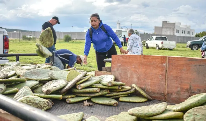 Lee más sobre el artículo Entregan plantas de nopal Copena a productores del municipio de Corregidora