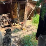 Resguarda Protección Animal de El Marqués a 3 perritos maltratados en La Providencia