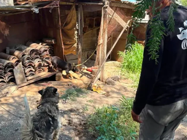 Resguarda Protección Animal de El Marqués a 3 perritos maltratados en La Providencia