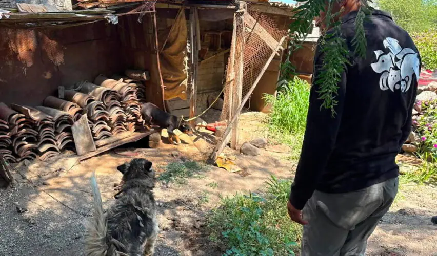 Lee más sobre el artículo Resguarda Protección Animal de El Marqués a 3 perritos maltratados en La Providencia