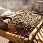 Municipio de Querétaro fortalece protección de polinizadores con programa pionero