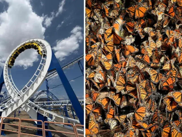 Parque Bicentenario albergará el mariposario más grande del Bajío