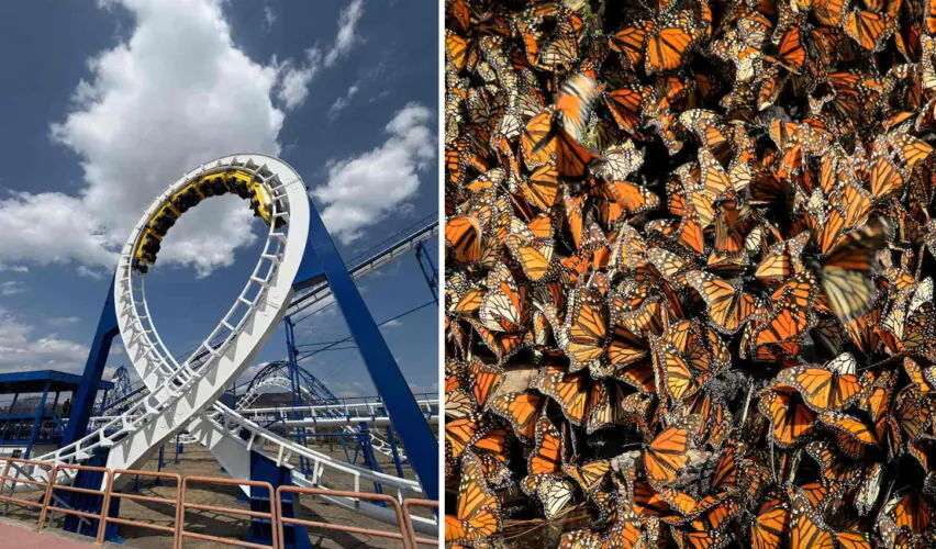 Lee más sobre el artículo Parque Bicentenario albergará el mariposario más grande del Bajío