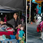 Encabeza Monsalvo celebración de Instituto de Protección Animal por fiestas patrias