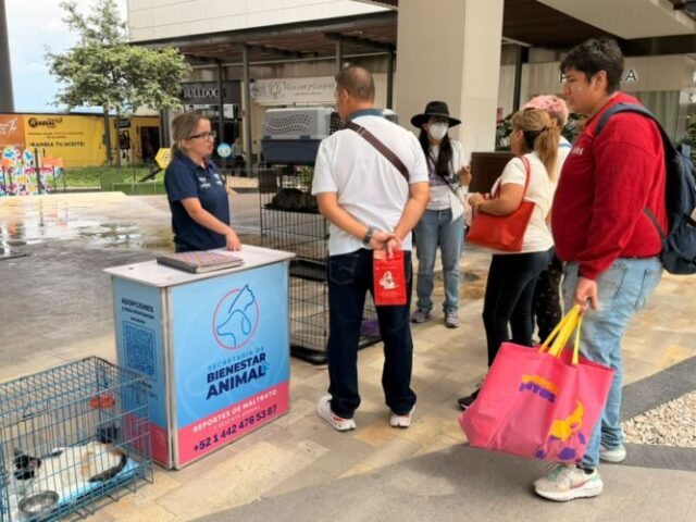 Invita municipio de Querétaro a jornada de adopción de gatos en Paseo Querétaro