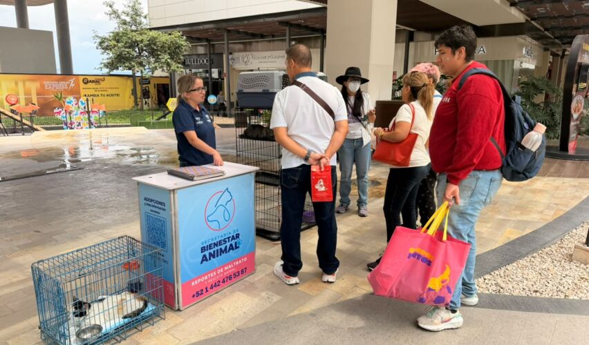 Lee más sobre el artículo Invita municipio de Querétaro a jornada de adopción de gatos en Paseo Querétaro